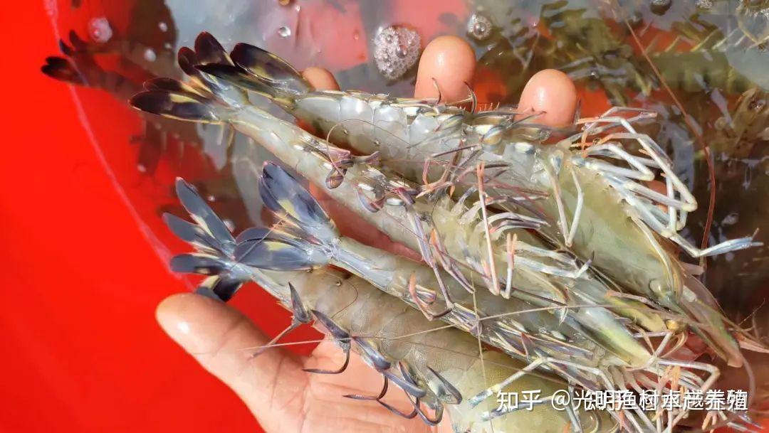 罗氏沼虾病毒防控研究进展 - 知乎