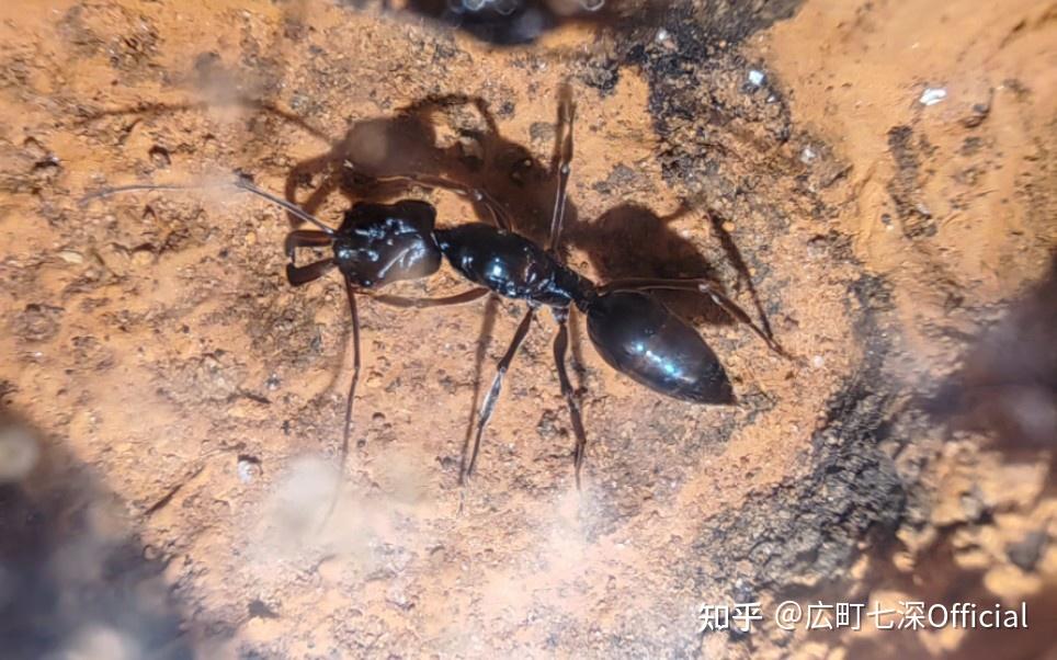 有一种黑蚂蚁,尾巴尖尖的,会咬人,咬的时候很痛,没过多久就会出现一个