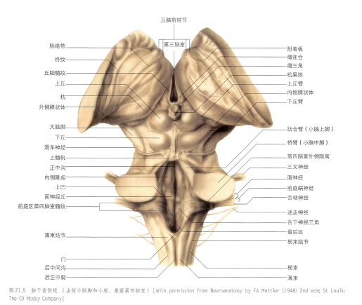 丘脑多图详解 - 知乎