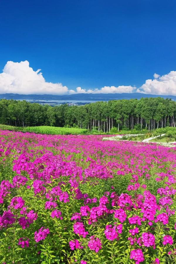 为什么今年春天 大家都跑去了北海道 知乎