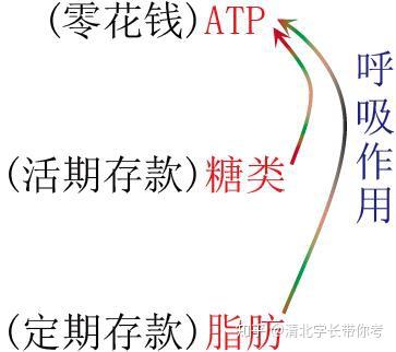 细胞的能量通货ATP!彩图还是第一次见到!功能知识点一目了然 - 知乎