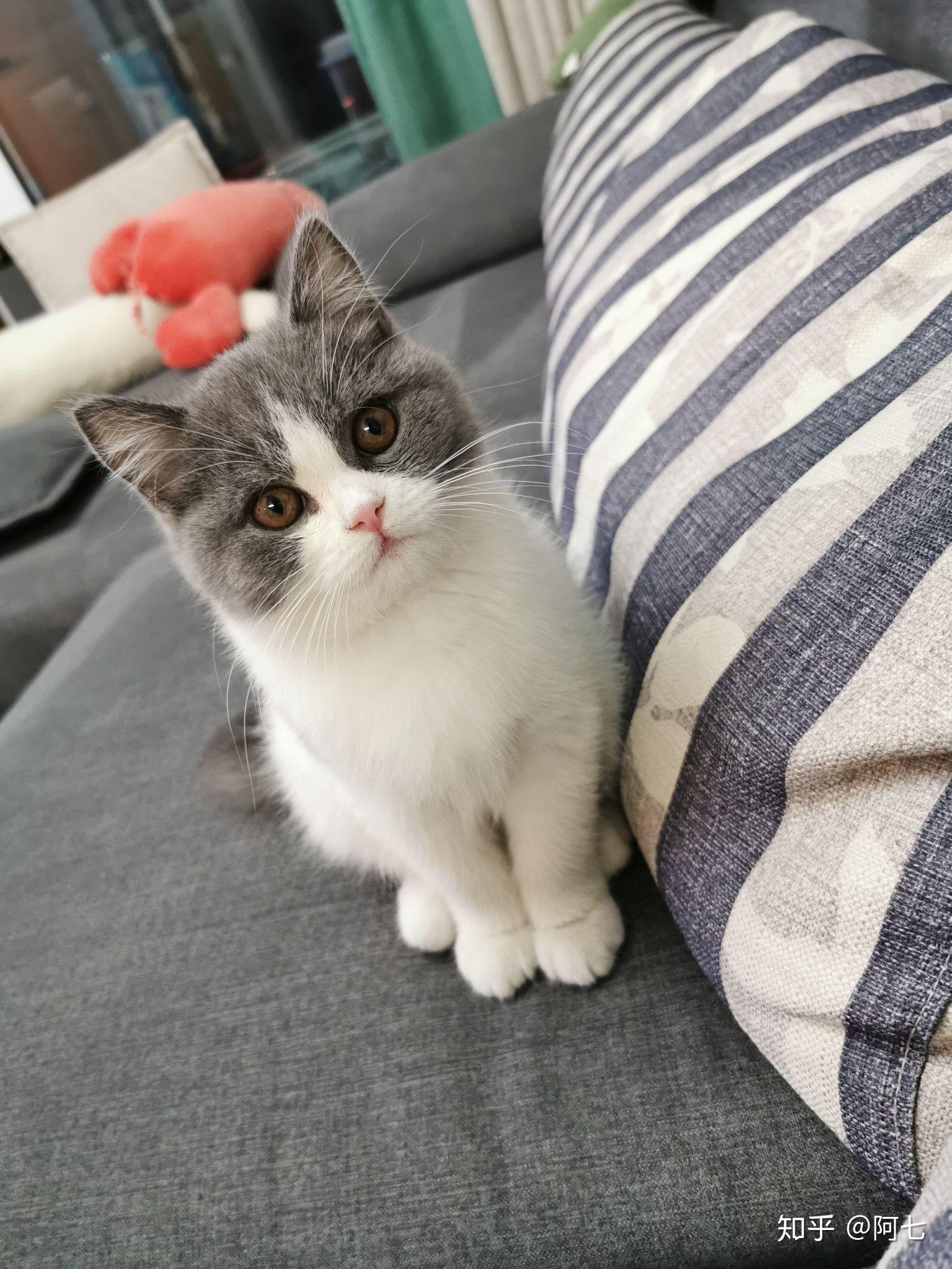 一只品相好的英短蓝白是什么样子的