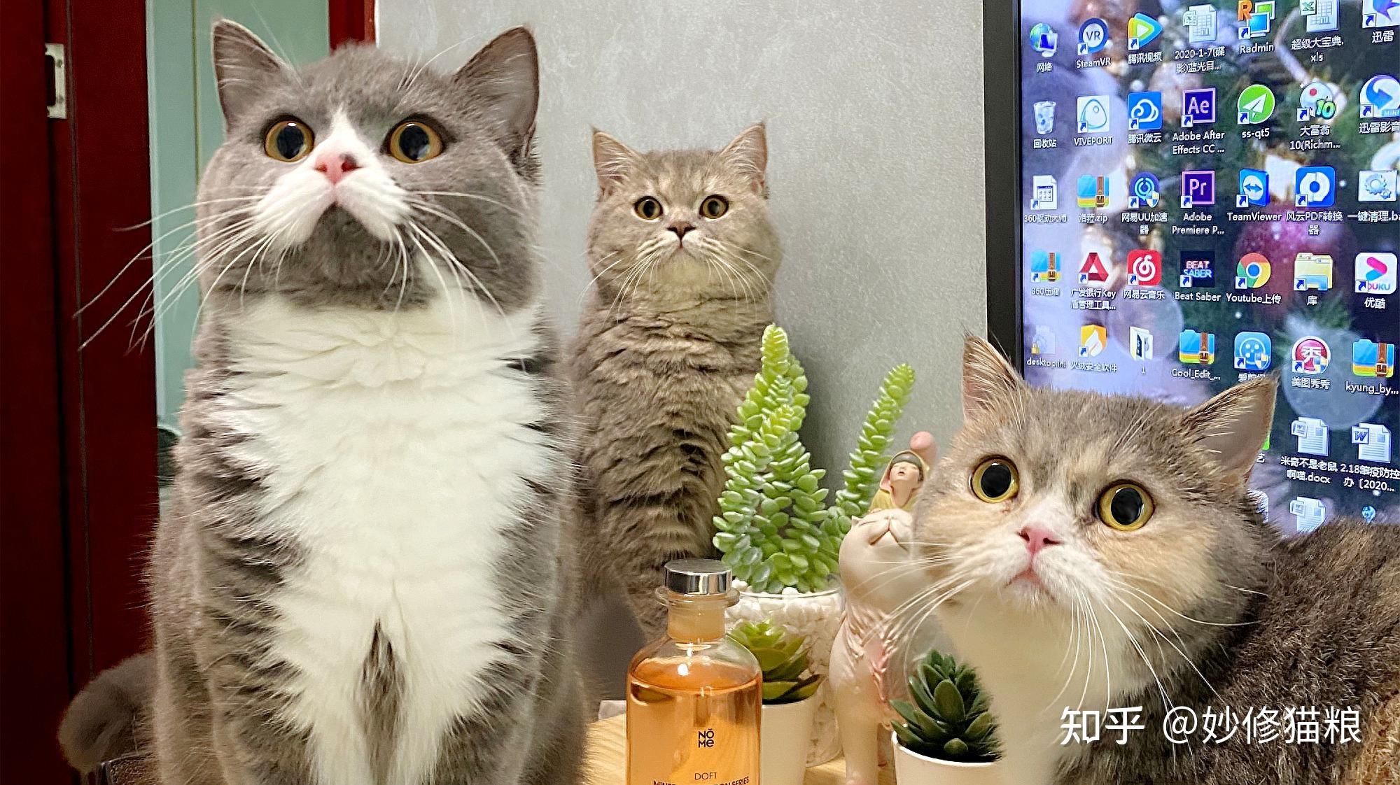 科普:养猫对人有这10个好处,难怪那么多人喜欢养猫 - 知乎