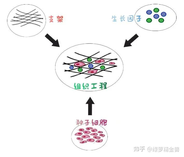 真质脱细胞真皮基质adm用于体内生物反应器构建实现原位组织再生