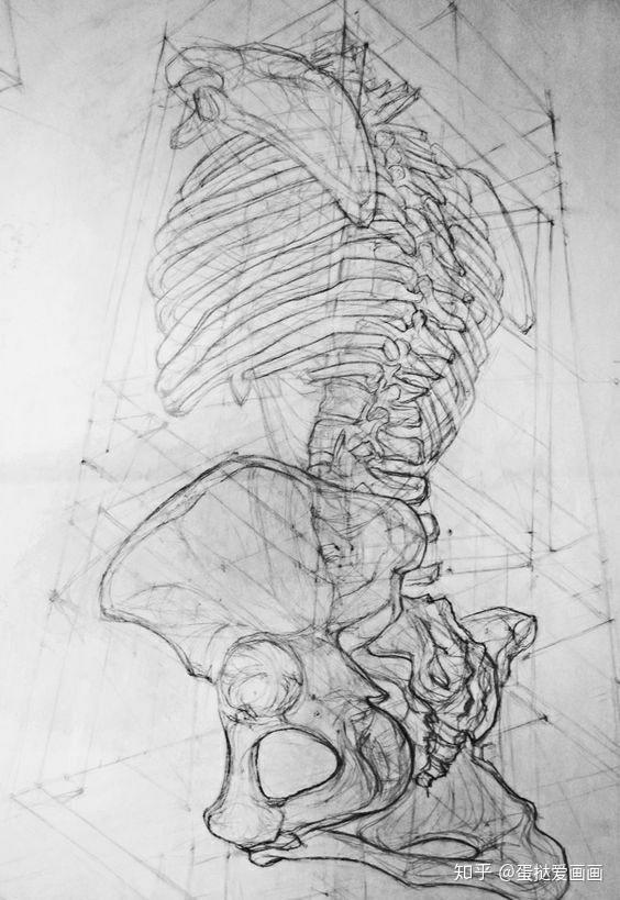 人体脊柱分析 - 知乎