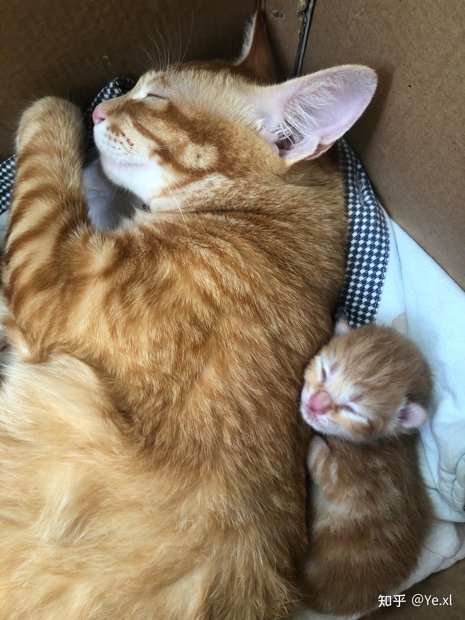 蓝猫和橘猫可以杂交吗如果可以的话有实际案例吗