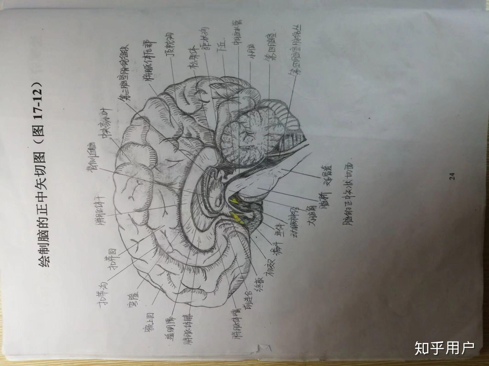 本人现在是一名大一的医学生想问一下画好系解的图同什么笔比较好我
