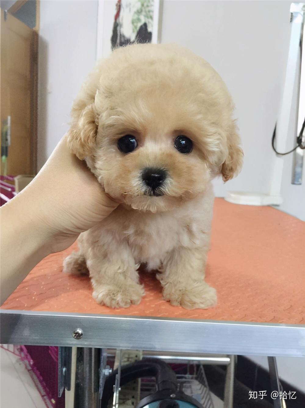 泰迪幼犬期:1-6个月