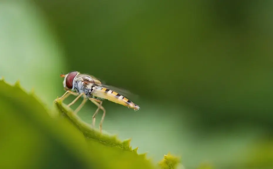 02   斑马的"防蚊机制"