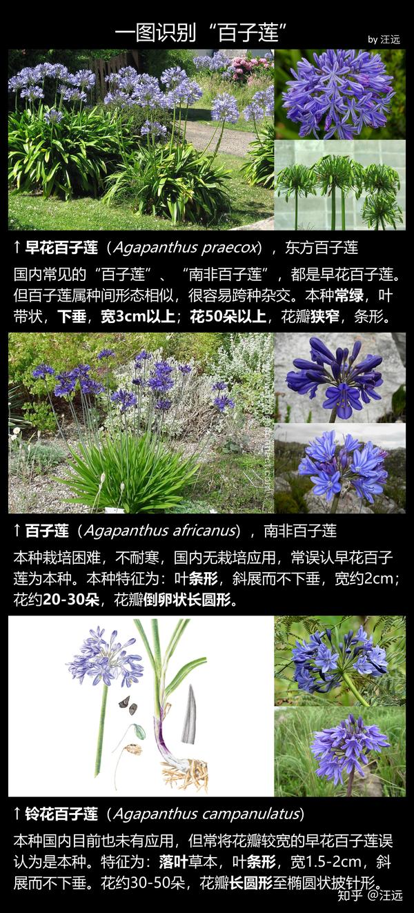 一图识别 百子莲 知乎