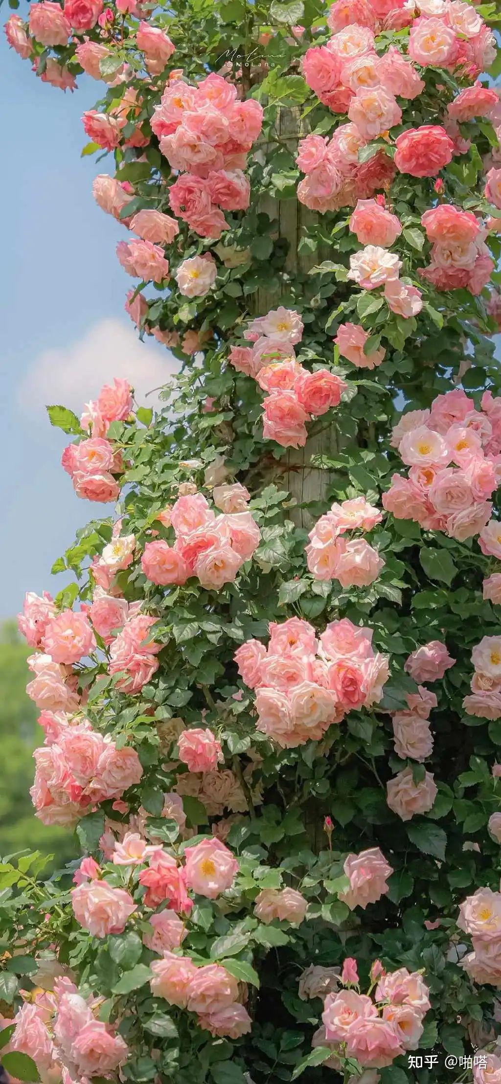 有哪些好看的微信朋友圈背景图分享? - 知乎