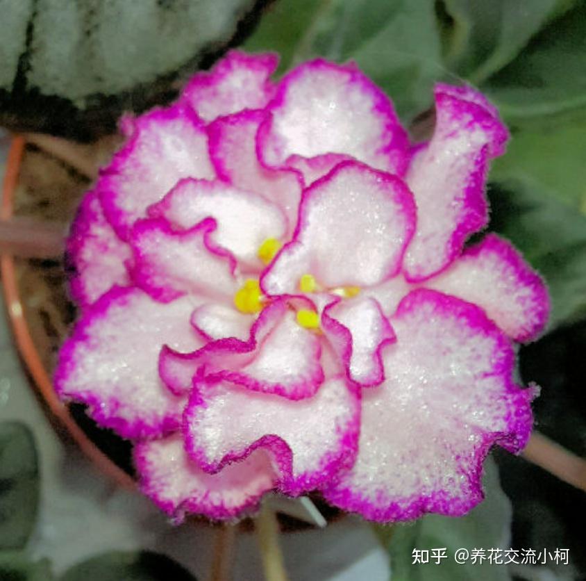 室内养花不可少的8种开花植物,附详细养护小技巧 - 知乎