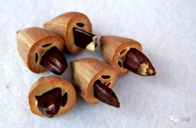 一周一果蔬:你以为叫"橄榄" 就真的是橄榄? - 知乎