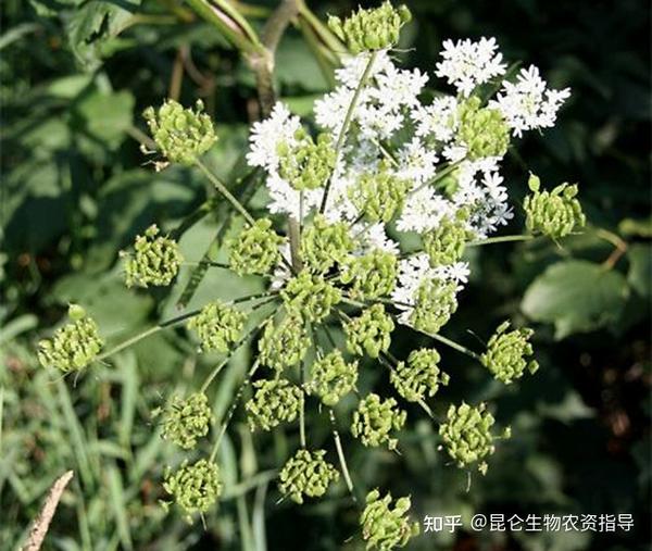 中药材独活叶子发黄是什么病 独活重茬根腐用什么药好 独活黄叶死苗烂根用 根小子 知乎