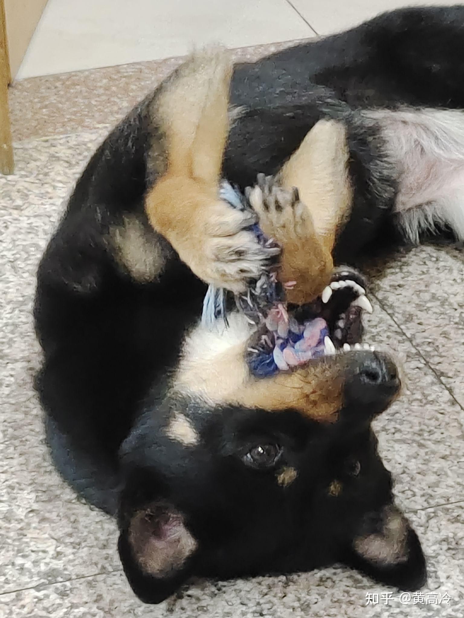 想看铁包金（俗称四眼）毛色的中华田园犬，大家可以发我看看吗？ - 知乎