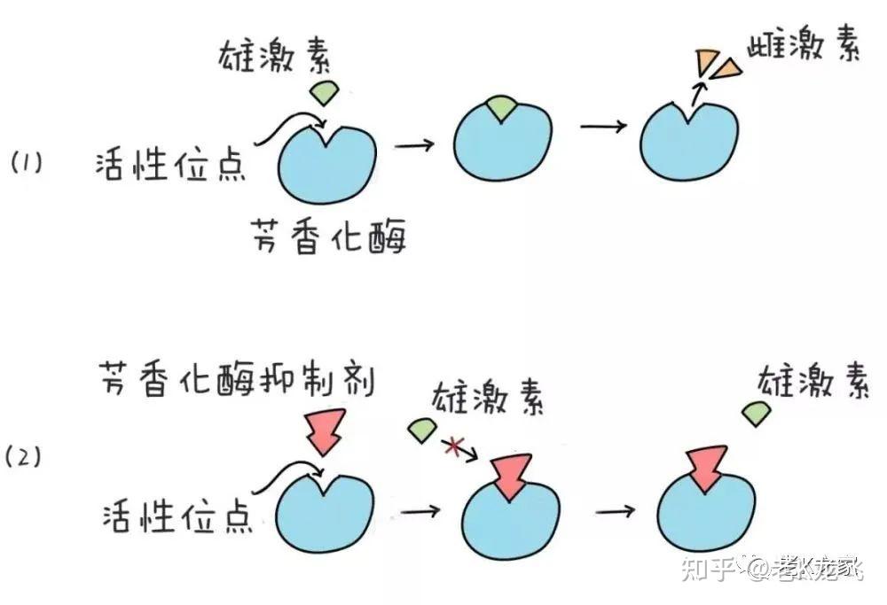 双氢睾酮图片