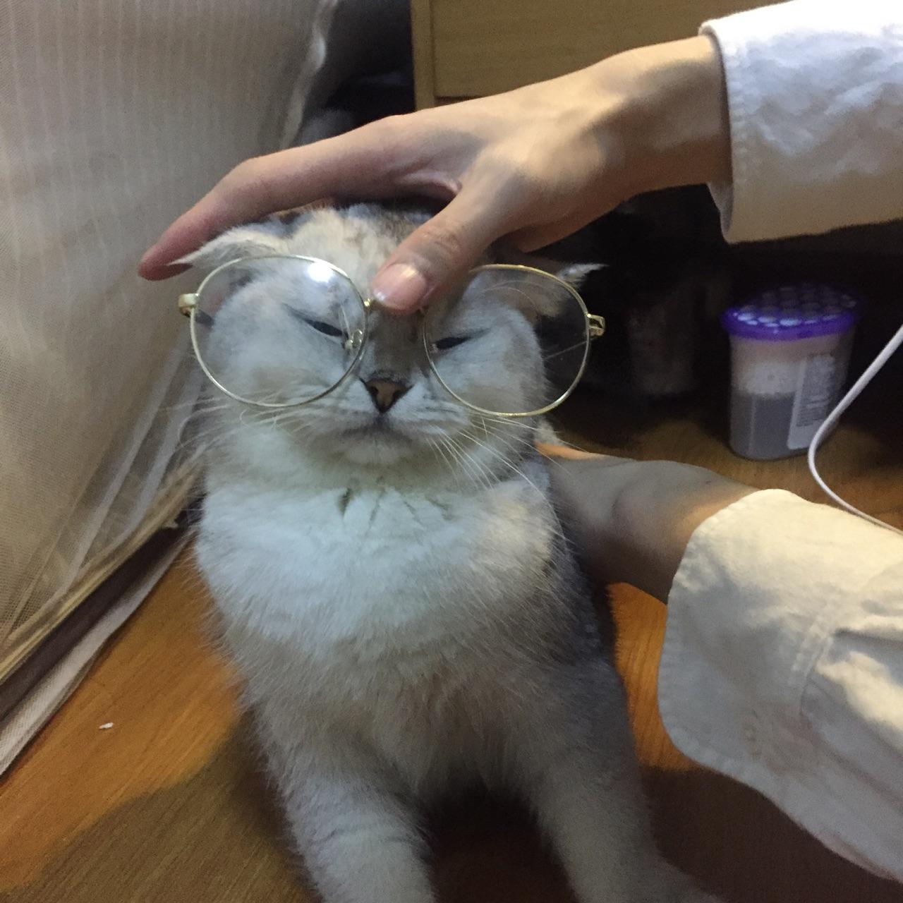 怎么判断一只奶猫长大之后好不好看?