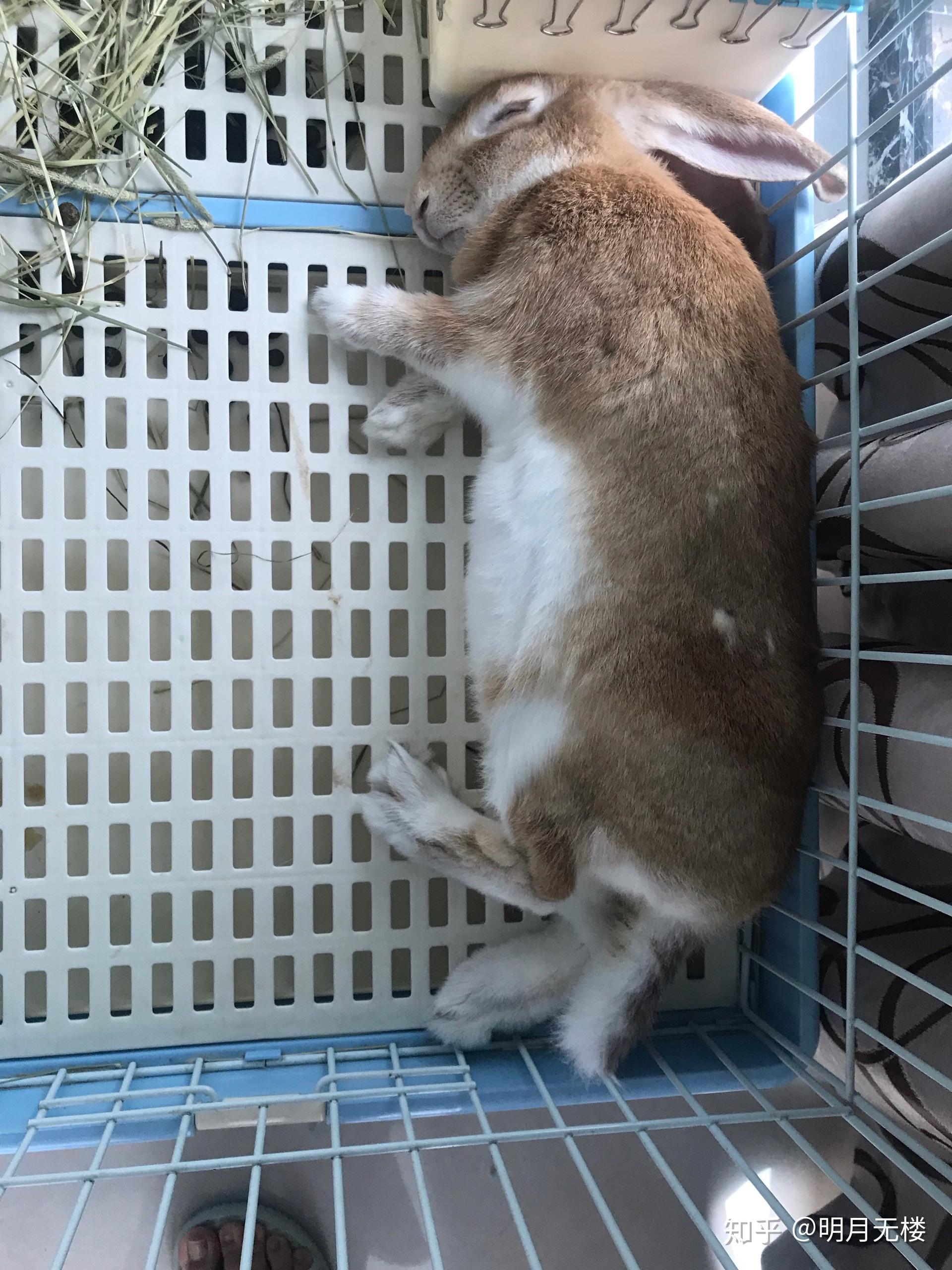 你养的兔子多久才出现贵妃躺