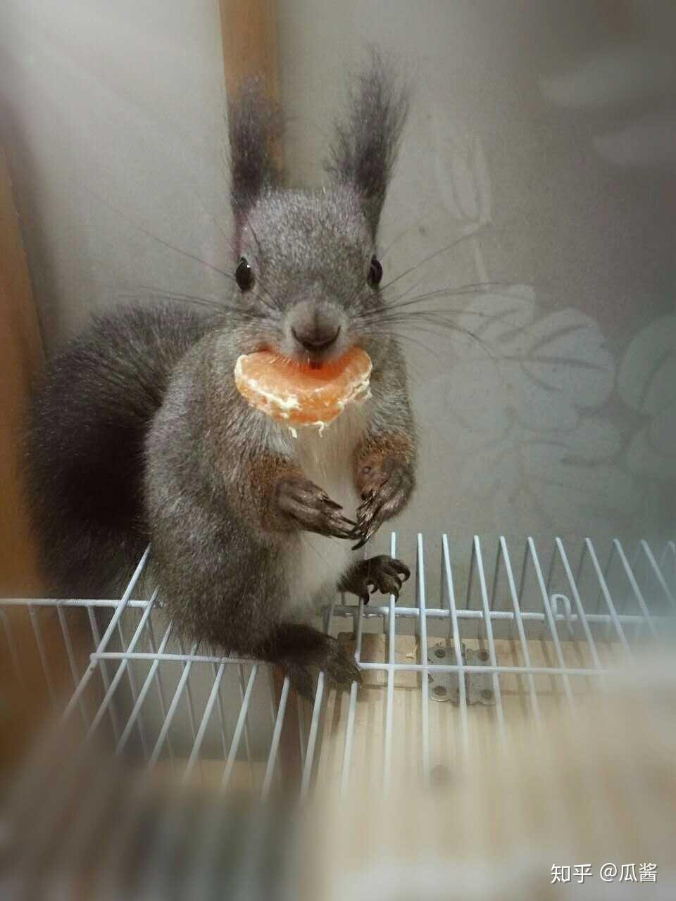 松鼠有多少颗牙齿? - 知乎