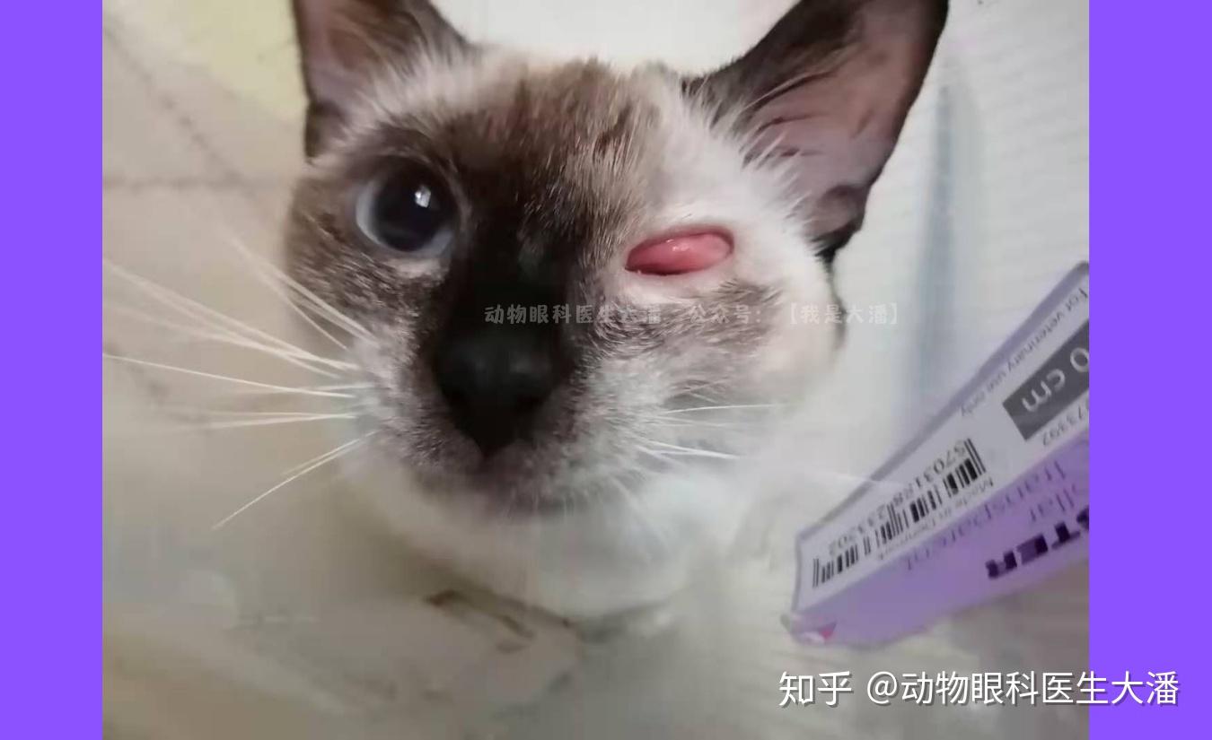 猫眼睛肿瘤结膜水肿严重最后在我们这痊愈了