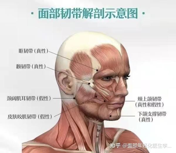 面部支持韧带产生什么作用? - 知乎