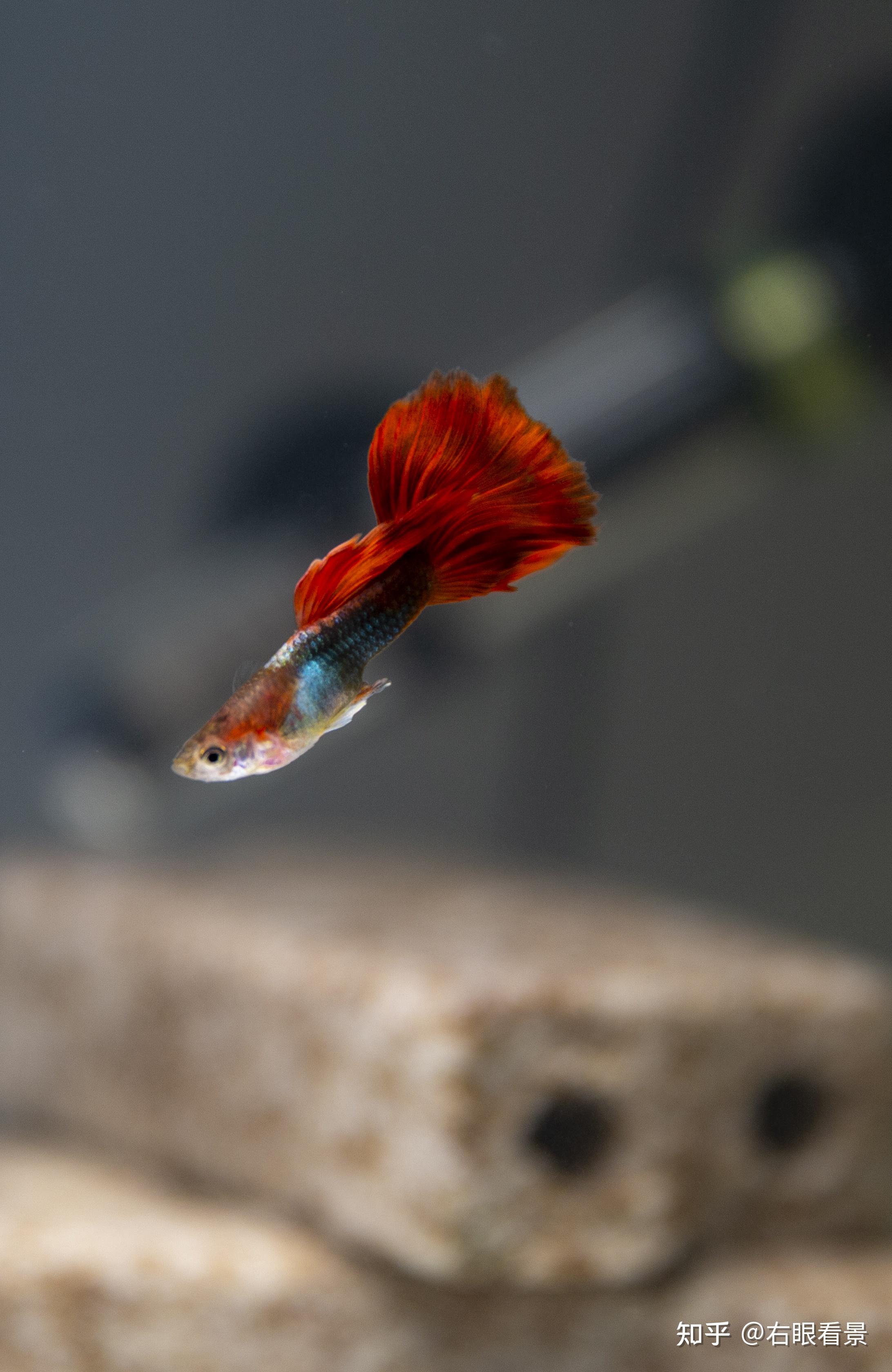 孔雀鱼水霉病基本上是孔雀鱼在低温条件下在头上鳍条上皮肤上长出像