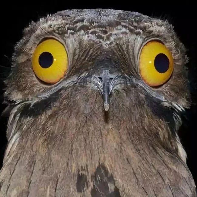 这些沙雕鸟儿也太好笑了哈哈哈哈哈哈哈侧颜杀手啊