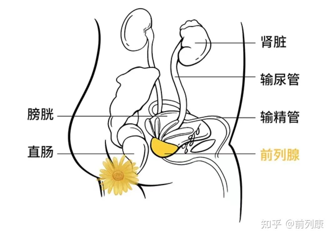 并且大多数前列腺疾病来源于前列腺外周,于是肛门指检成了检查前列腺