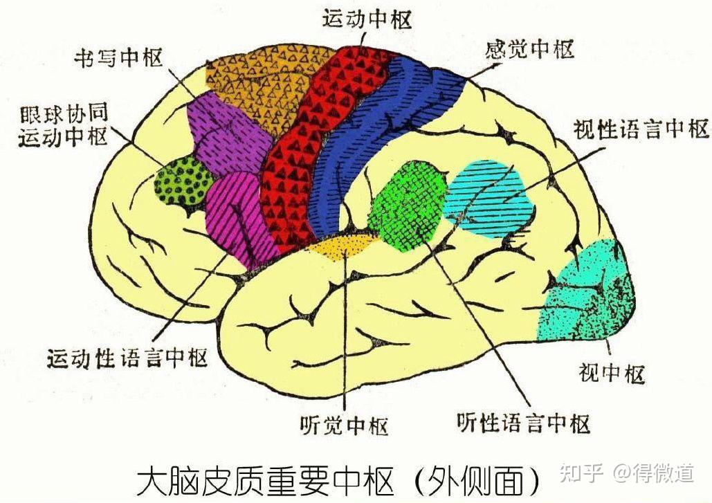 我们首先要了解,脑的运动功能区的组成