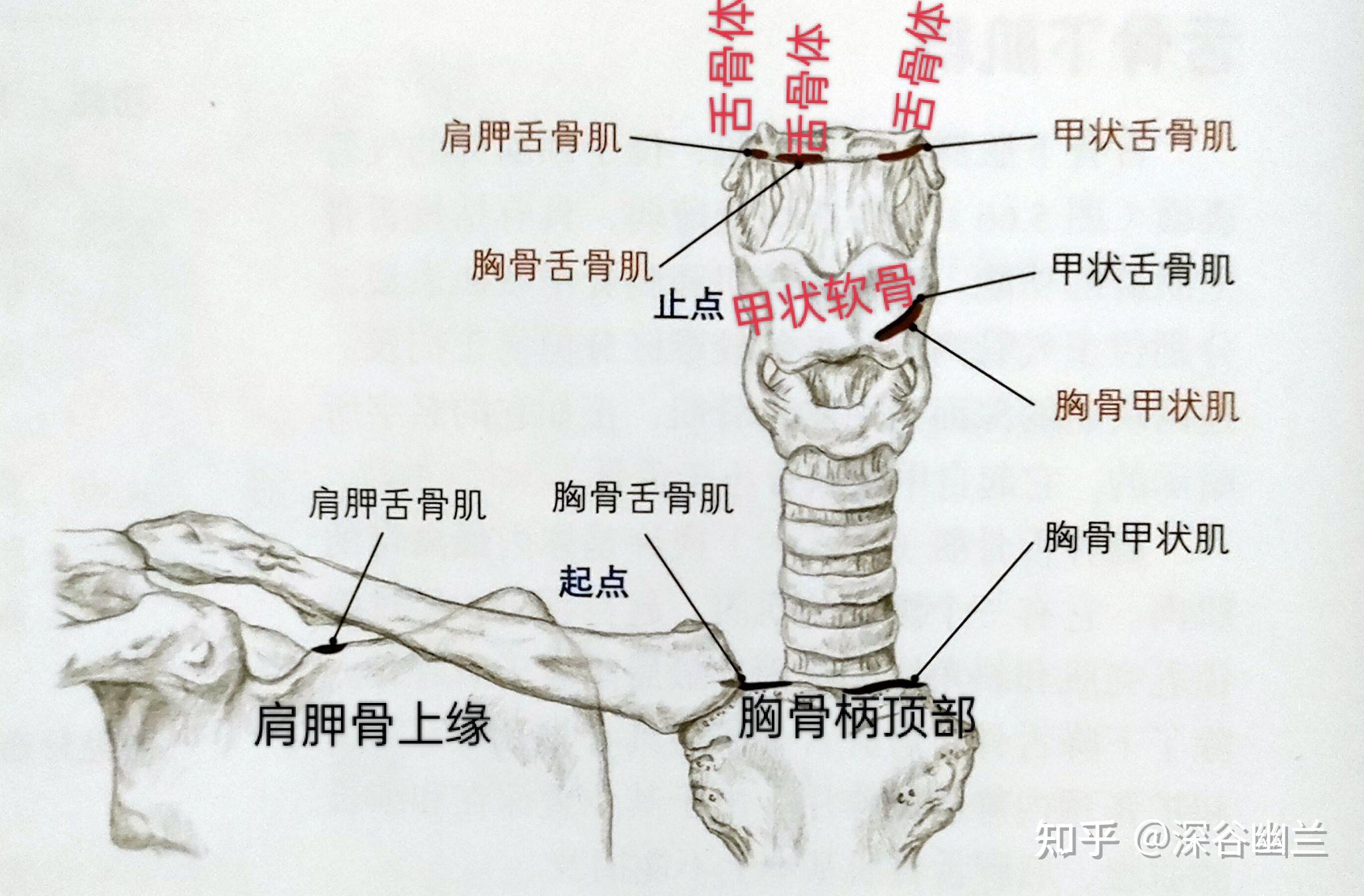 舌骨下肌群包括:胸骨舌骨肌,胸骨甲状肌,甲状舌骨肌和肩胛舌骨肌舌骨