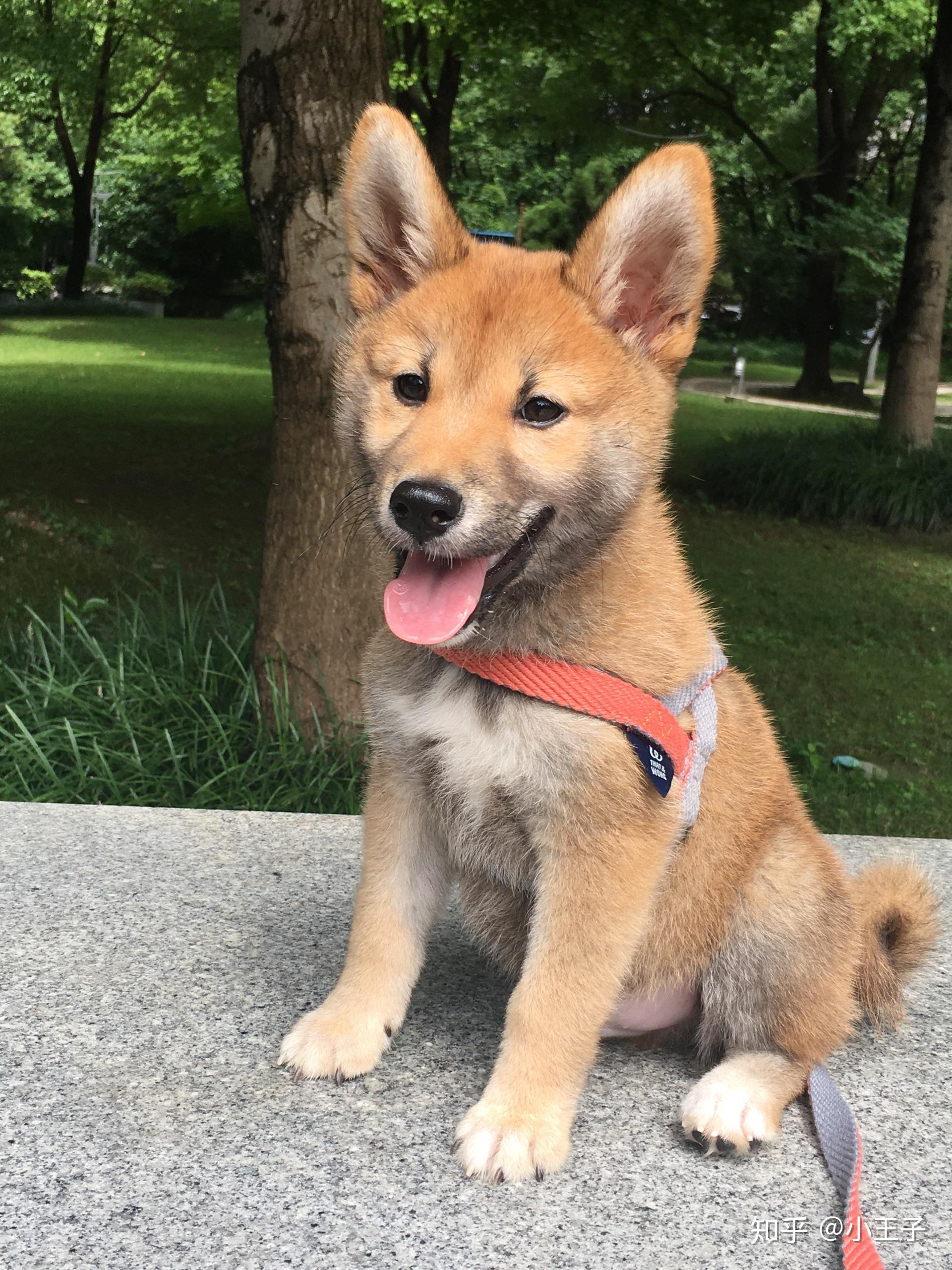 快四个月的柴犬 脸很尖,正常吗? - 知乎