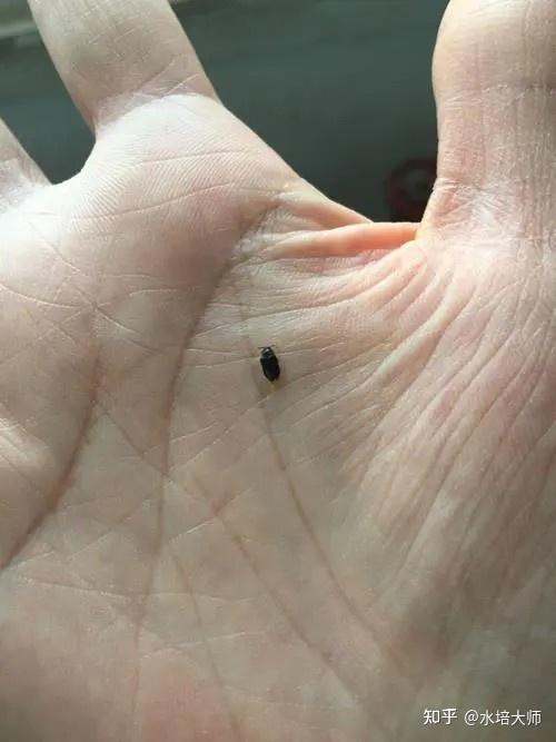 花盆里的小黑飞怎么解决如何根除?