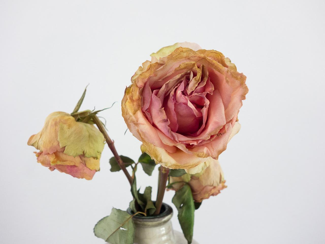 昙花一现什么时候开花