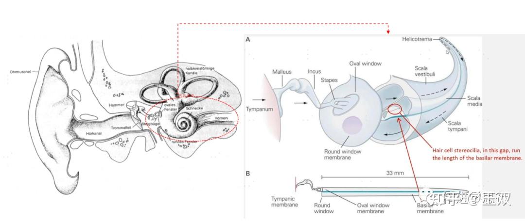 金耳朵是如何炼成的