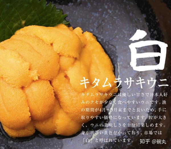 北海道的海胆们 羽立拍卖海胆到底是什么海胆呢? - 知乎