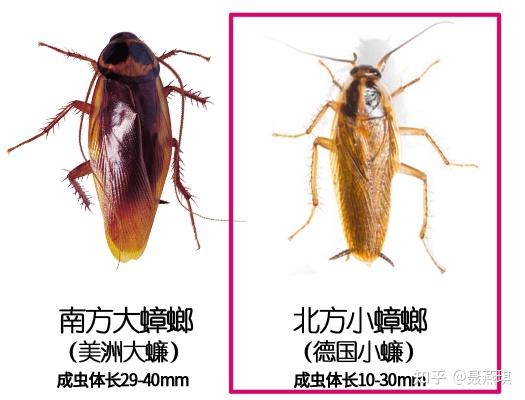 在北方哪种除蟑螂的方法快速有效?