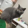 蓝猫胖胖的日常