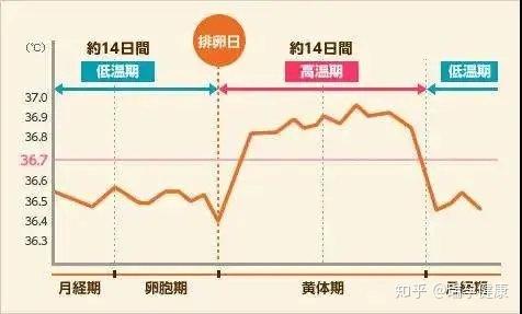 孕期怎么算最准确(怀孕天数怎么算才最准确)-第2张图片-鲸幼网