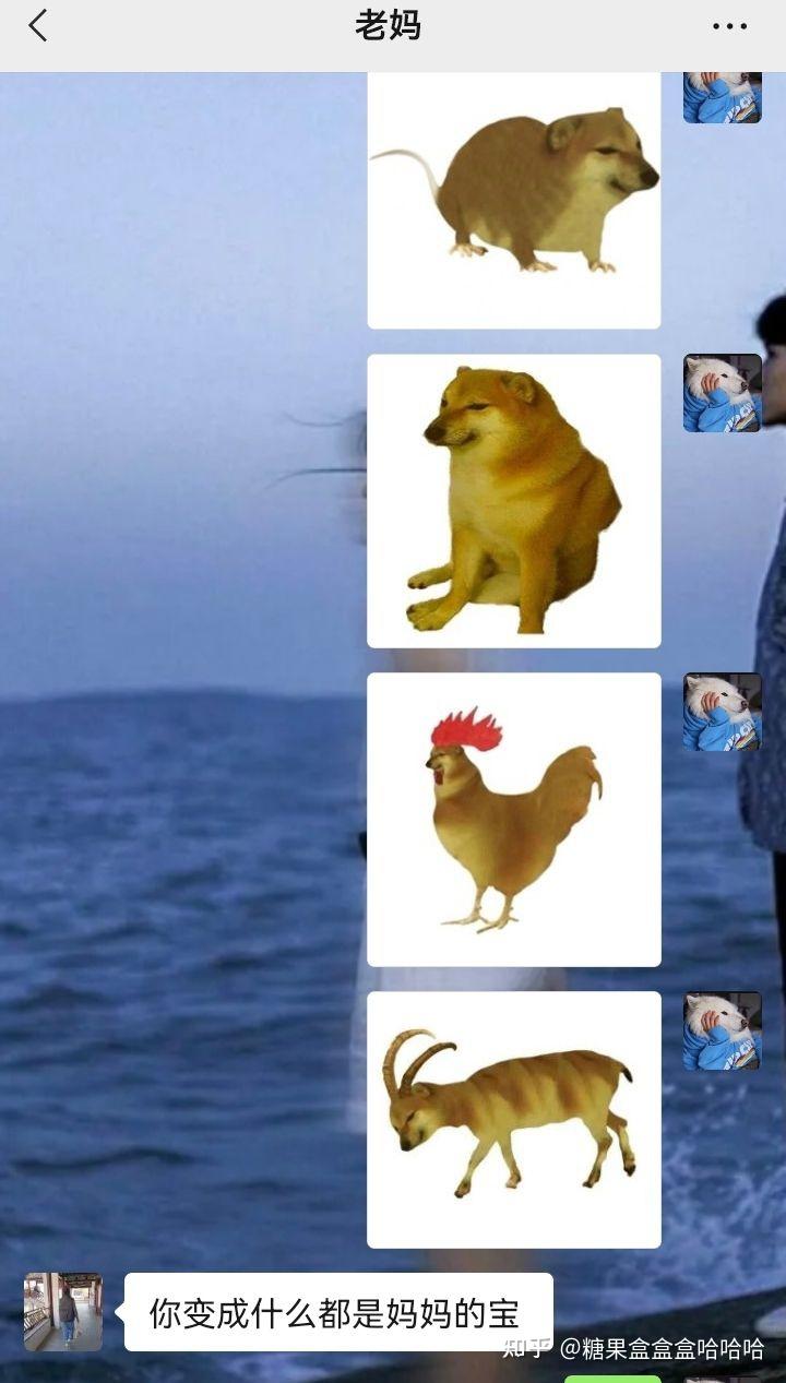 面包狗香肠狗狗蛙十二生肖狗