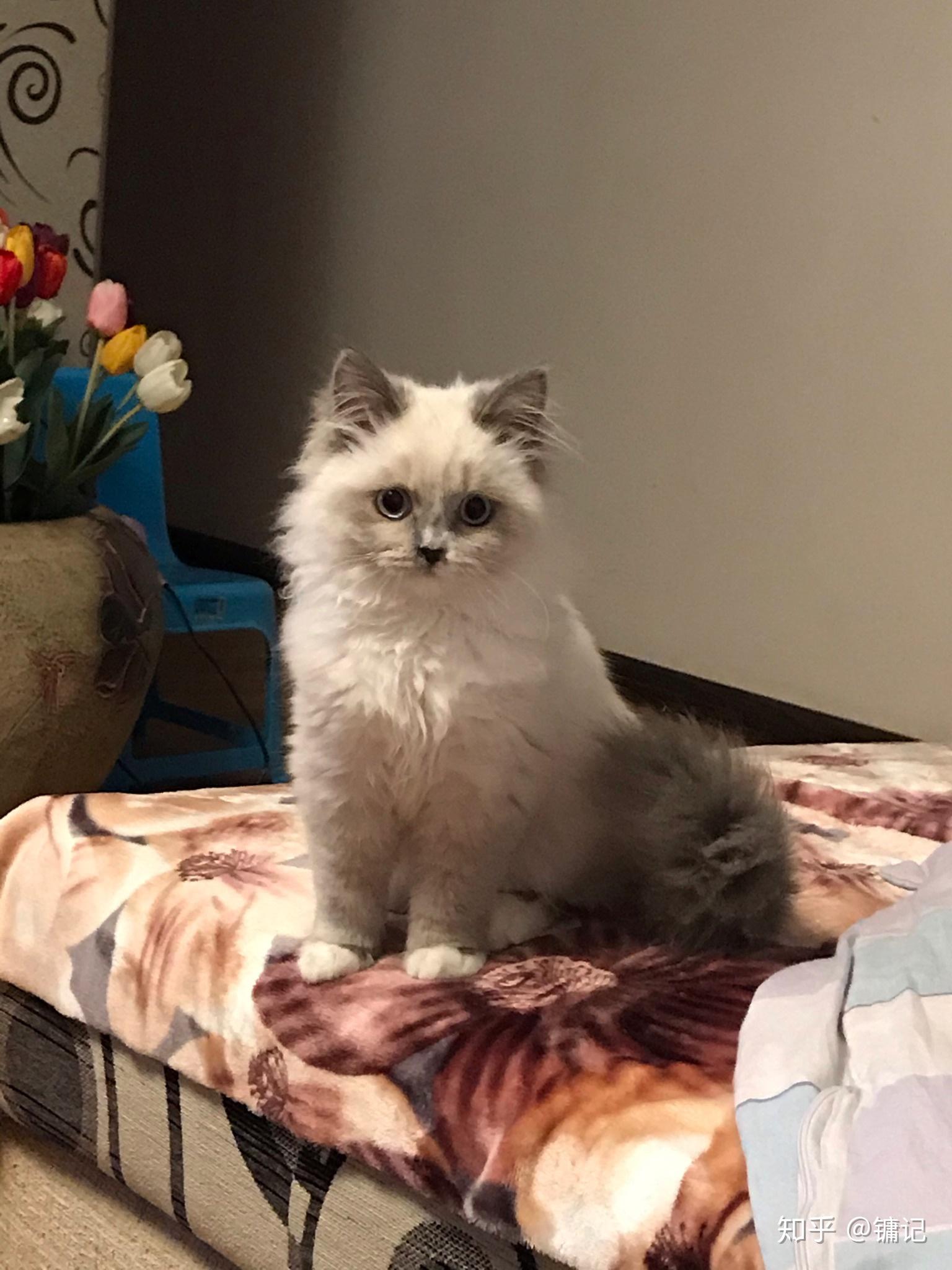 有人试过布偶猫和蓝猫配种的吗? - 知乎