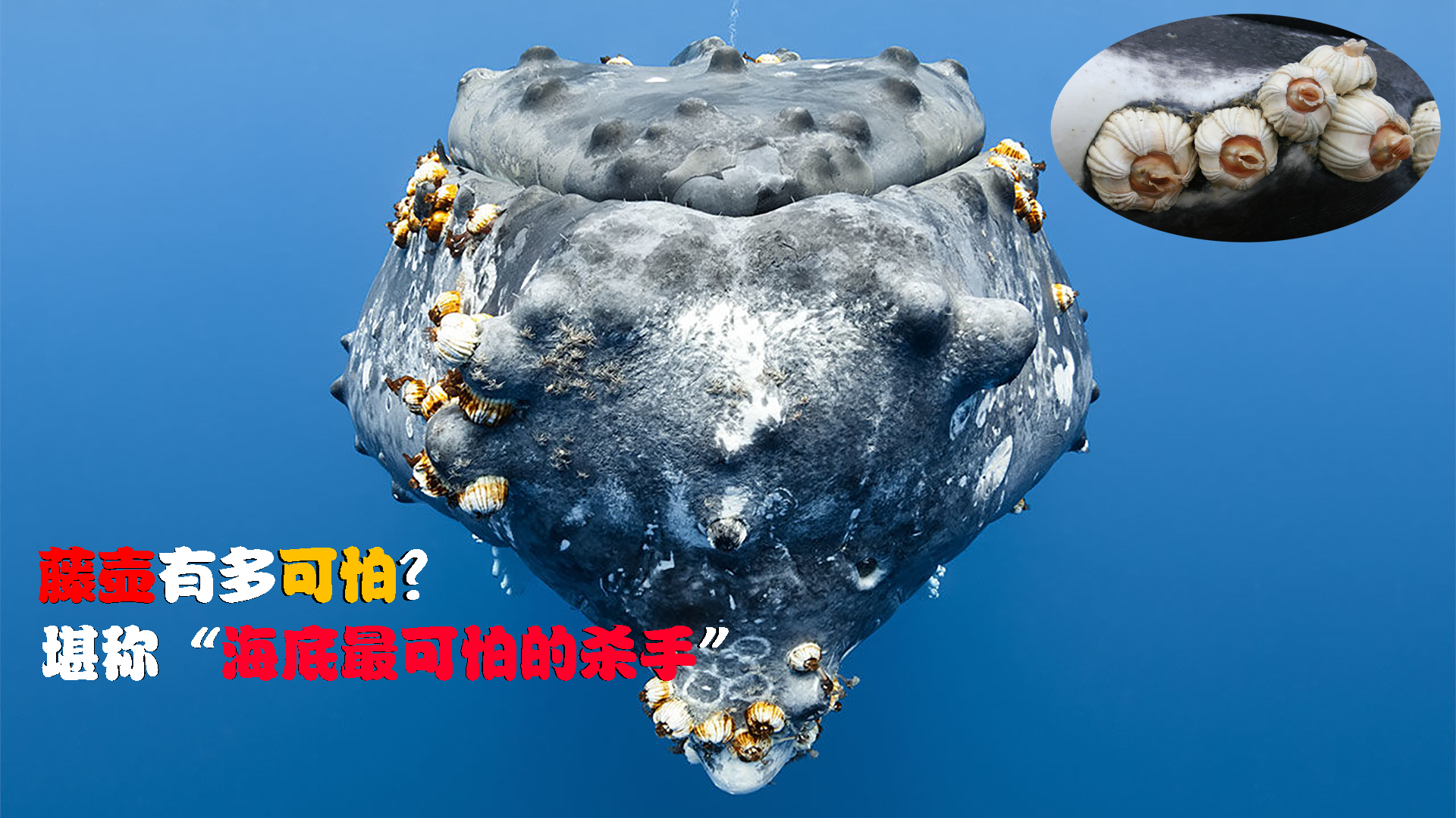藤壶有多可怕?被吃货当成美食,却能把鲸鱼,海龟折磨得不成样子 - 知乎