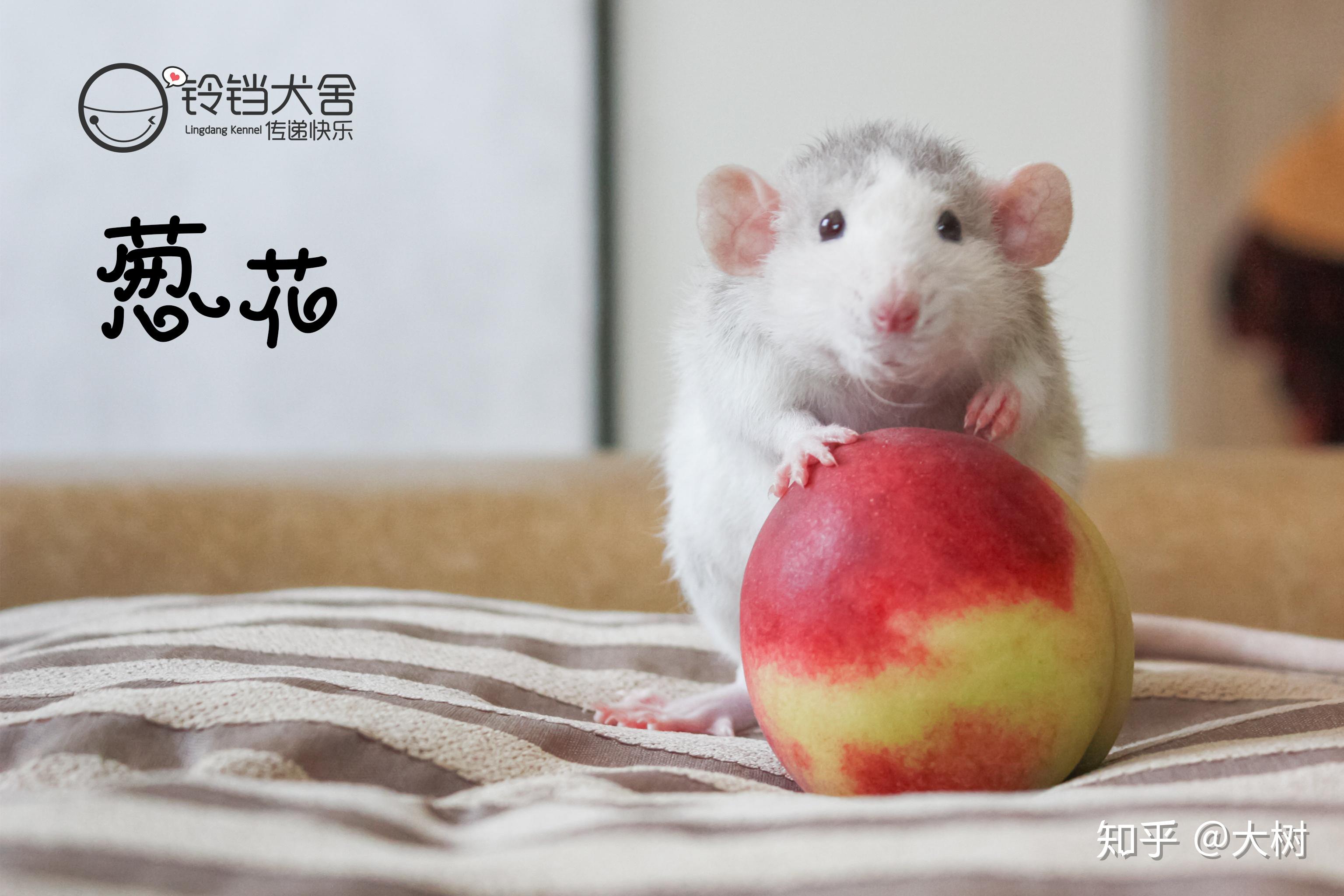 怎么养花枝鼠最好 v2-335b86eeb07c45f46df87789938dc160_r.jpg