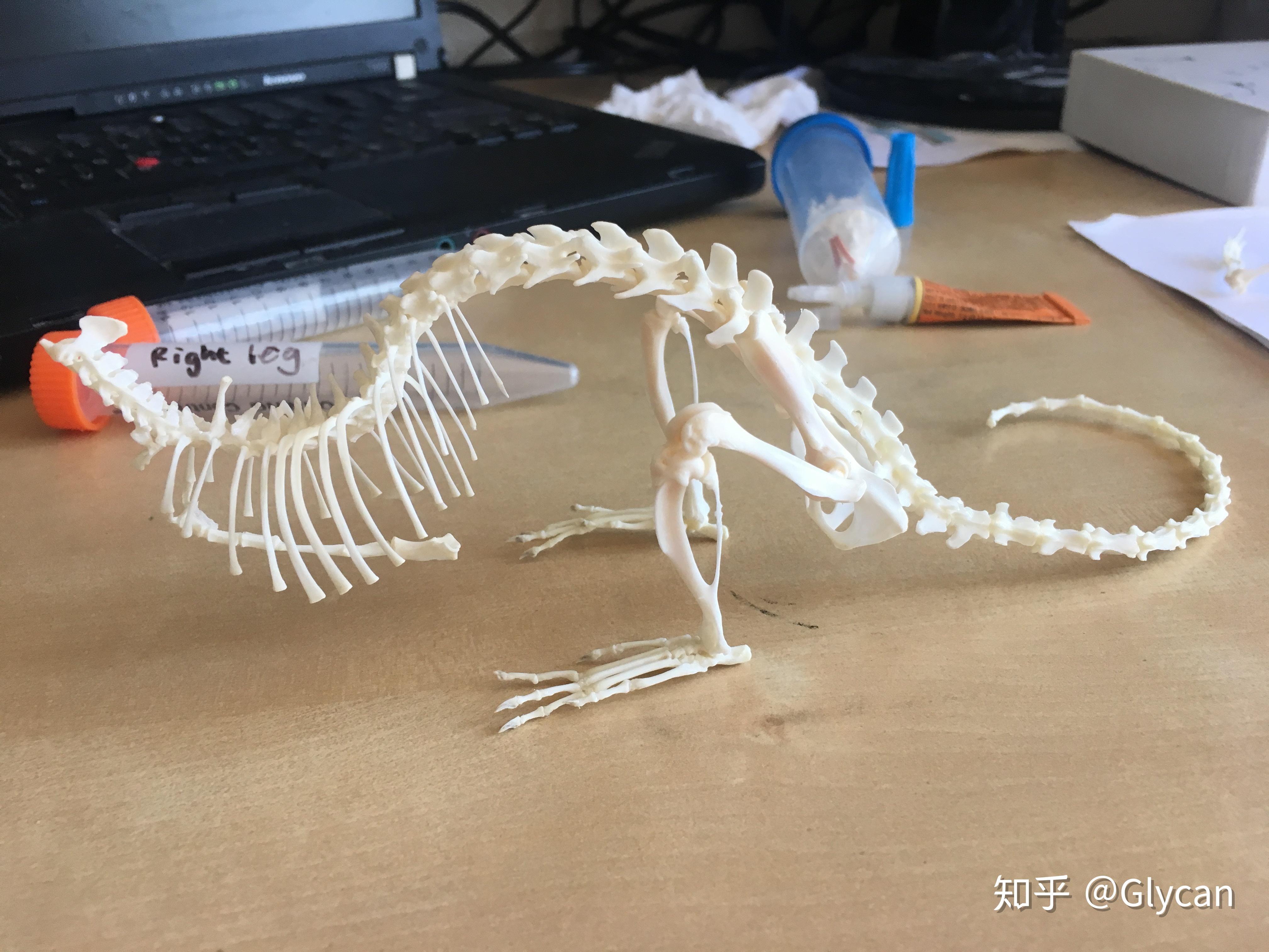 标本怎么制作 v2-335f39310bc821c2d32275a0c2c0cf2e_r.jpg