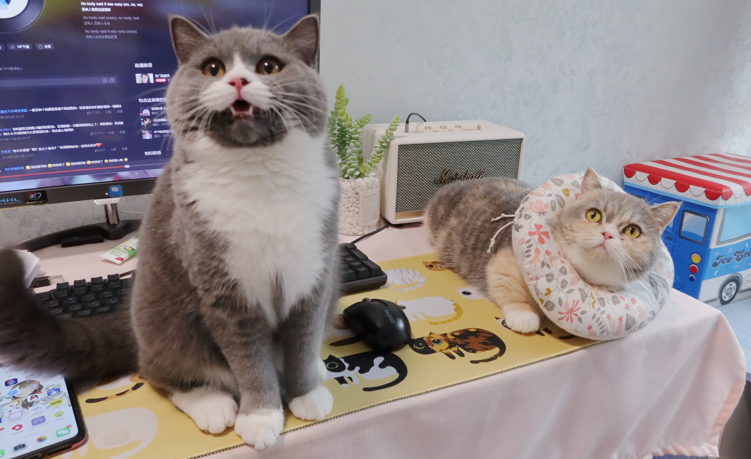 小奶猫的学习能力很强,飞扑猎物的动作跟猫妈妈一模一样! - 知乎