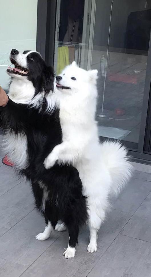 养边牧还是萨摩呢