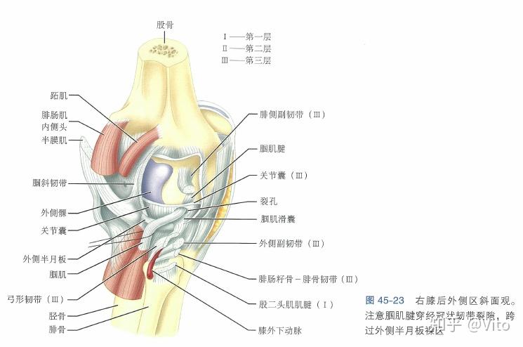 膝关节解剖