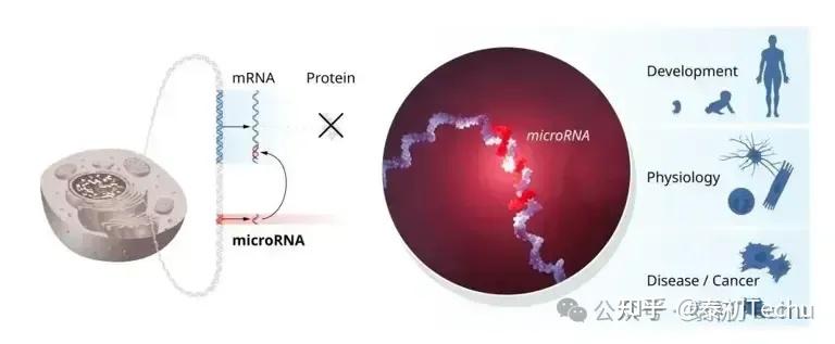2024年诺贝尔生理学或医学奖 - 微小RNA（microRNA）及其在转录后基因调控中的关键作用 - 知乎