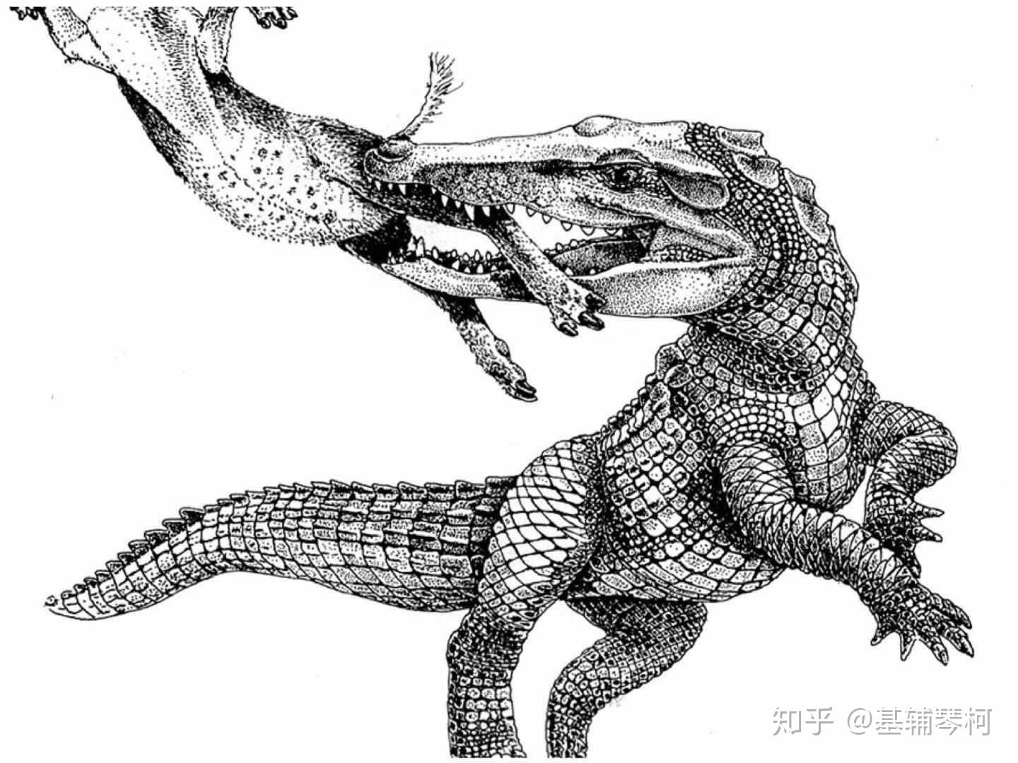 公斤族谱所属:鳄形超目(真鳄亚目)-跑鳄科化石时期:始新世其中锯鳄(p