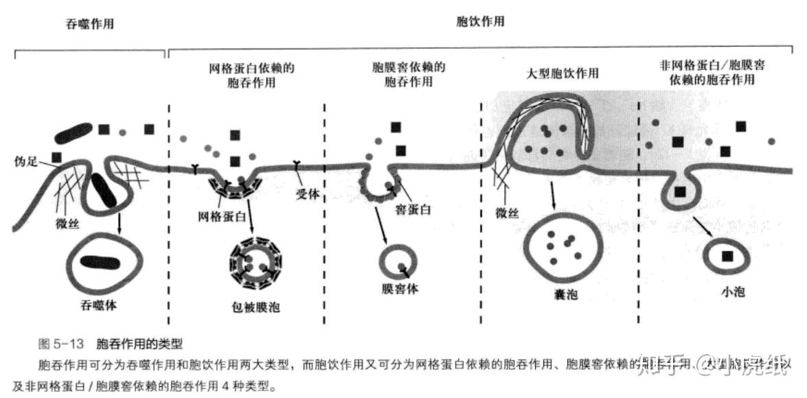 胞吞胞吐属于跨膜运输吗?