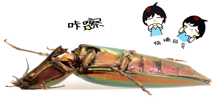 叩头虫为什么要叩头?叩甲是如何叩头的? - 知乎